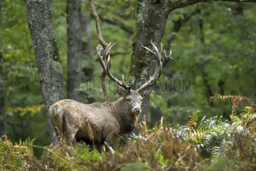 Red Deer (Cervus elaphus) male in undergrowth  Boutissaint Forest  Burgundy  France