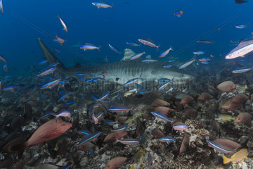 Right side view Tiger Shark (Galeocerdo cuvier) hidden behind the fishes  Tahiti  French Polynesia