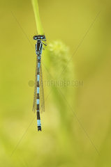 Southern Damselfly (Coenagrion mercuriale) male on a stalk in a humid area of the bocage bourbonnais  Auvergne  France