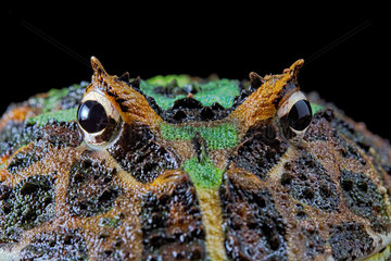 Portrait of Pacman frog or Chacoan horned frog (Ceratophrys cranwelli) on black background