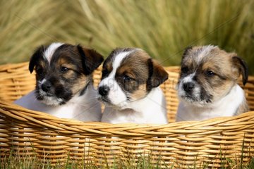 Mongrel puppies in a basket