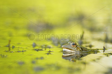 Pool Frog (Pelophylax lessonae) in a dead arm of Allier  one of the last wild rivers of Europe  Auvergne  France.