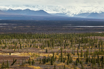 Alaska Range in autumn  north road  Denali Highway: from Paxson to Cantwell  Alaska  USA