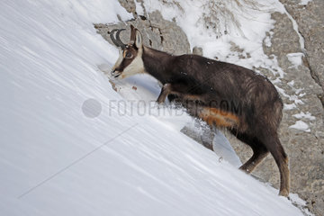 Alpine Chamois (Rupicapra rupicapra) eating on snow  Jura  Switzerland.