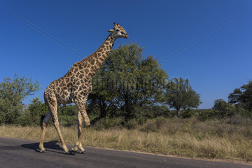 Giraffe (Giraffa camelopardalis) walking  Kruger national park  South Africa