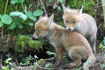 Red fox (Vulpes vulpes) youngs about 5 weeks old playing near the burrow  Brittany  France