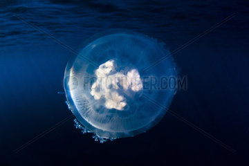 Front view Jellyfish (Cephea cephea) drifting in open water  Tahiti  French Polynesia