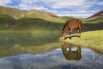 Horse drinking in Lake Kol Ukok  Kotchkor  Naryn Province  Kyrgyzstan