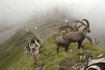 Ibex herd and hikers Col de la Colombière