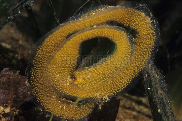 Eier eines doridischen Nudibranch-Süd-Australiens