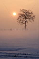 Brume au lever du soleil sur une plaine enneigée Normandie