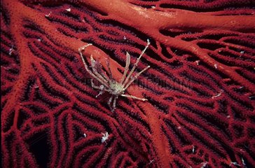 Crustacean on a Gorgonian