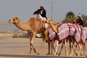 Vereinigte Arabische Emirate Training Dromedaries