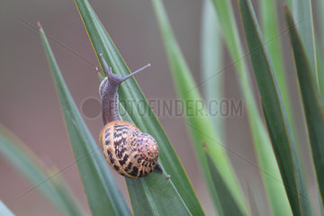 Garden snail (Helix aspersa) on leaf  Portugal