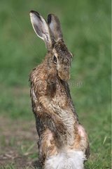 European Hare soaked by morning dew Alsace
