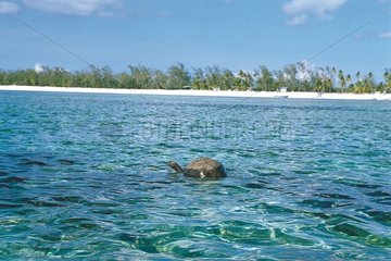 Tortue d'Aldabra nageant Aldabra Seychelles