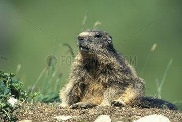 Portrait of Alpine Marmot Vanoise National Park France