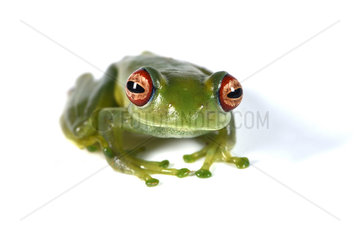 Ankafana Bright-eyed Frog (Boophis luteus) on white background  Andasibe  Perinet  Alaotra-Mangoro Region  Madagascar