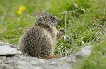 Junge Marmot isst bei Burrows Eintrag Vanoise Frankreich