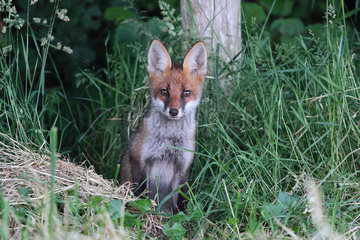 Red fox (Vulpes vulpes) at the edge of wood  Brittany  France