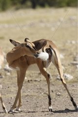 Black faced Impala cleaning is tail Etosha Namibie