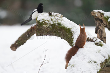 Red squirrel (Sciurus vulgaris) facing a Magpie (Pica pica) on a branch in winter  Ardennes  Belgium