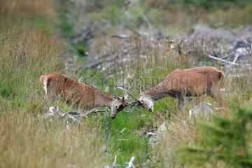 Red deer (Cervus elaphus) Playful fighting of young males in autumn  Ardennes  Belgium