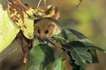 Muscardin caché dans les feuilles d'un arbre