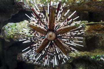Top view Banded Sea Urchin (Echinothrix calamaris)  Tahiti  French Polynesia