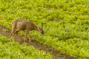 Roe deer (Capreolus capreolus) eating in a field in spring  Nointel  Picardie  France