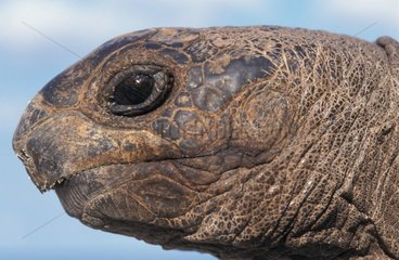 Porträt einer Elephantinerschildkröte aus Aldabra Seychellen