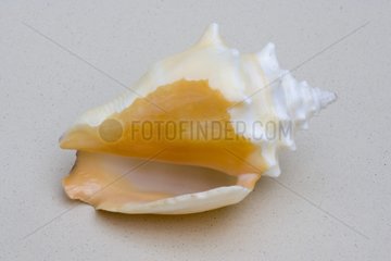 Small conch seashell in studio