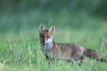 Red fox (Vulpes vulpes) in grass at evening  Brittany  France