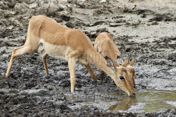 Impala (Aepyceros melampus) drinking at a river in drought  Kruger  South Africa