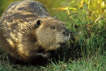 Beaver of North America Saskatchewan Canada
