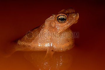 South american common toad male singing French Guiana