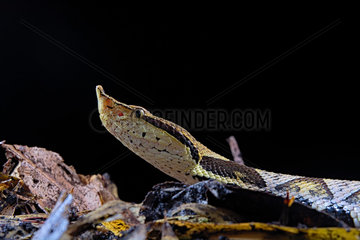 Portrait of Sharp-nosed viper (Deinagkistrodon acutus) on black background