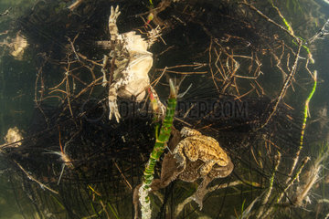 Reproduction of Common Toads (Bufo bufo) and their eggs in a lake  Ain  France