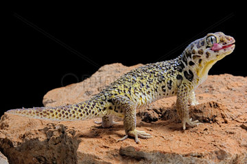 Frog-eyed gecko (Teratoscincus roborowskii) on black background.