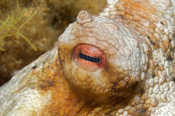 Eye of Common Octopus (Octopus vulgaris)  Mediterranean Sea