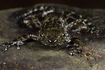 Dumeril's Madagascar Frog (Mantidactylus lugubris)  Andasibe  Perinet  Alaotra-Mangoro Region  Madagascar