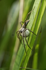 Spider Nursery Web spider (Pisaura mirabilis) with her cocoon in the grass of a meadow  Entre-deux-Mers  Gironde  New Aquitaine  France.