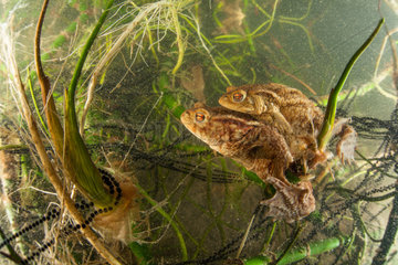Reproduction of Common Toads (Bufo bufo) and their eggs in a lake  Ain  France
