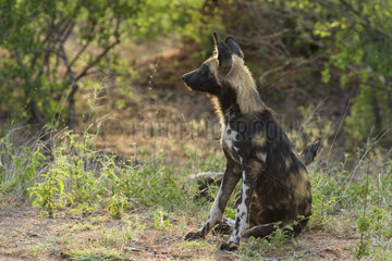 African Wild Dog (Lycaon pictus) sitting  South Africa  Kruger national park