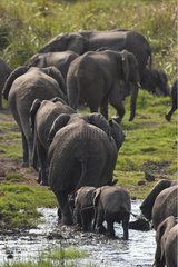 Group of African Elephants in single file South Africa