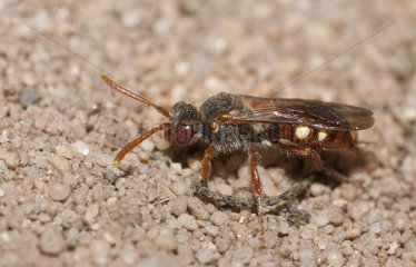 Cuckoo bee (Nomada alboguttata) parasitic sand bee (Andrena barbilabris) seeking its nesting gallery fled into the sand  Regional Natural Park of Vosges du Nord  France