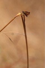 Lulworth Skipper on a twig Var