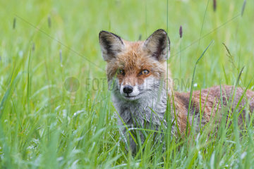 Red Fox (Vulpes vulpes) on a meadow in spring  Hesse  Germany