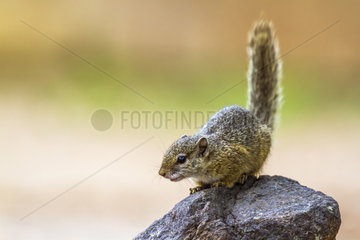 Smith bush squirrel (Paraxerus cepapi) on rock  Kruger National park  South Africa