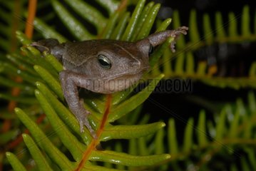 Leaf liter toad on fern French Guiana